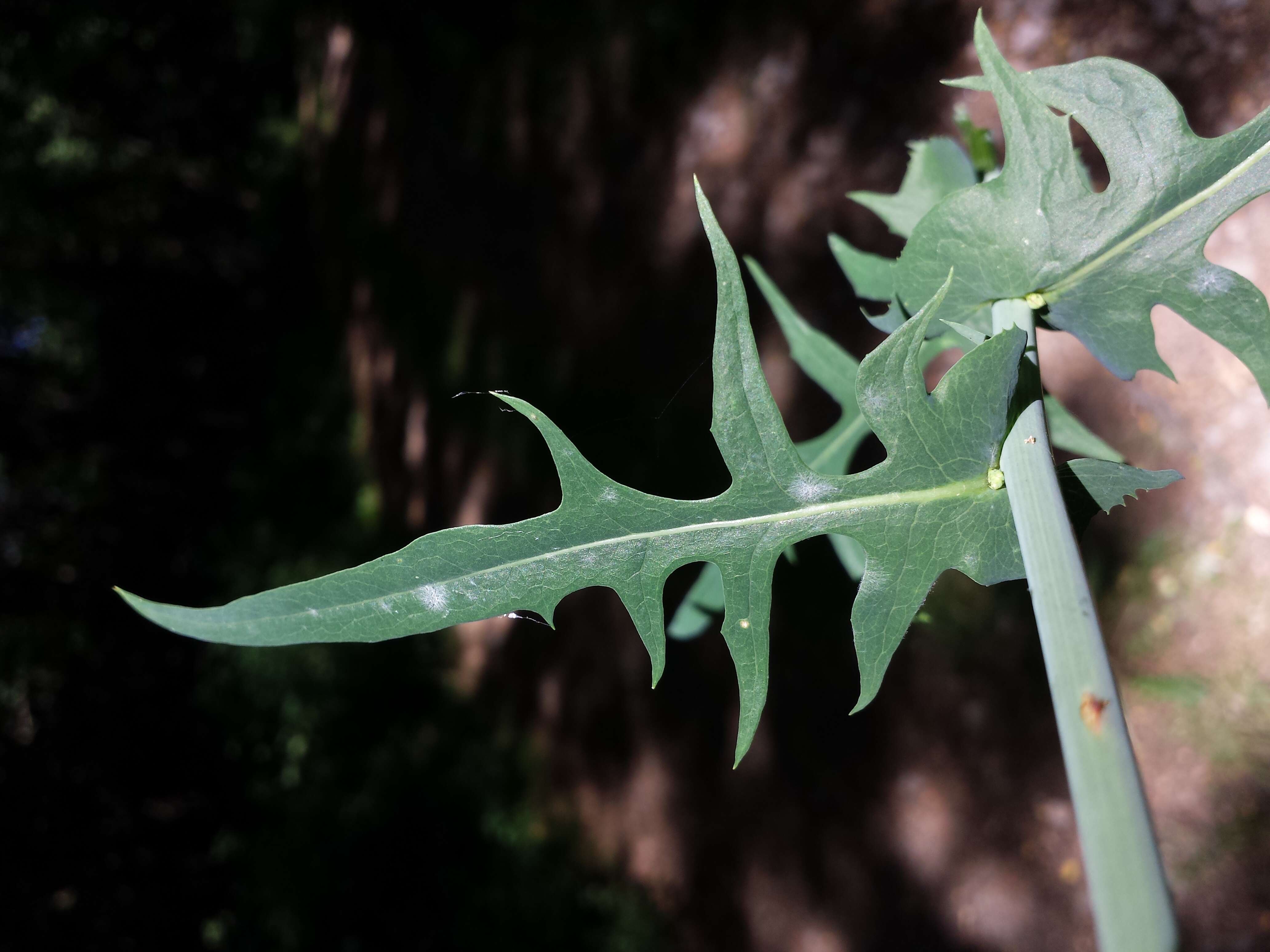 Image of Lactuca quercina L.