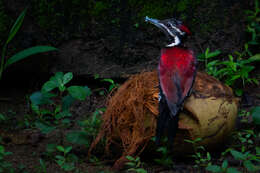 Image of Lesser Crimson-backed Flameback