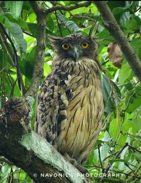 Image of Brown Fish Owl