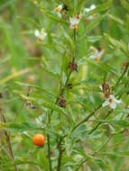 Image of Jerusalem Cherry