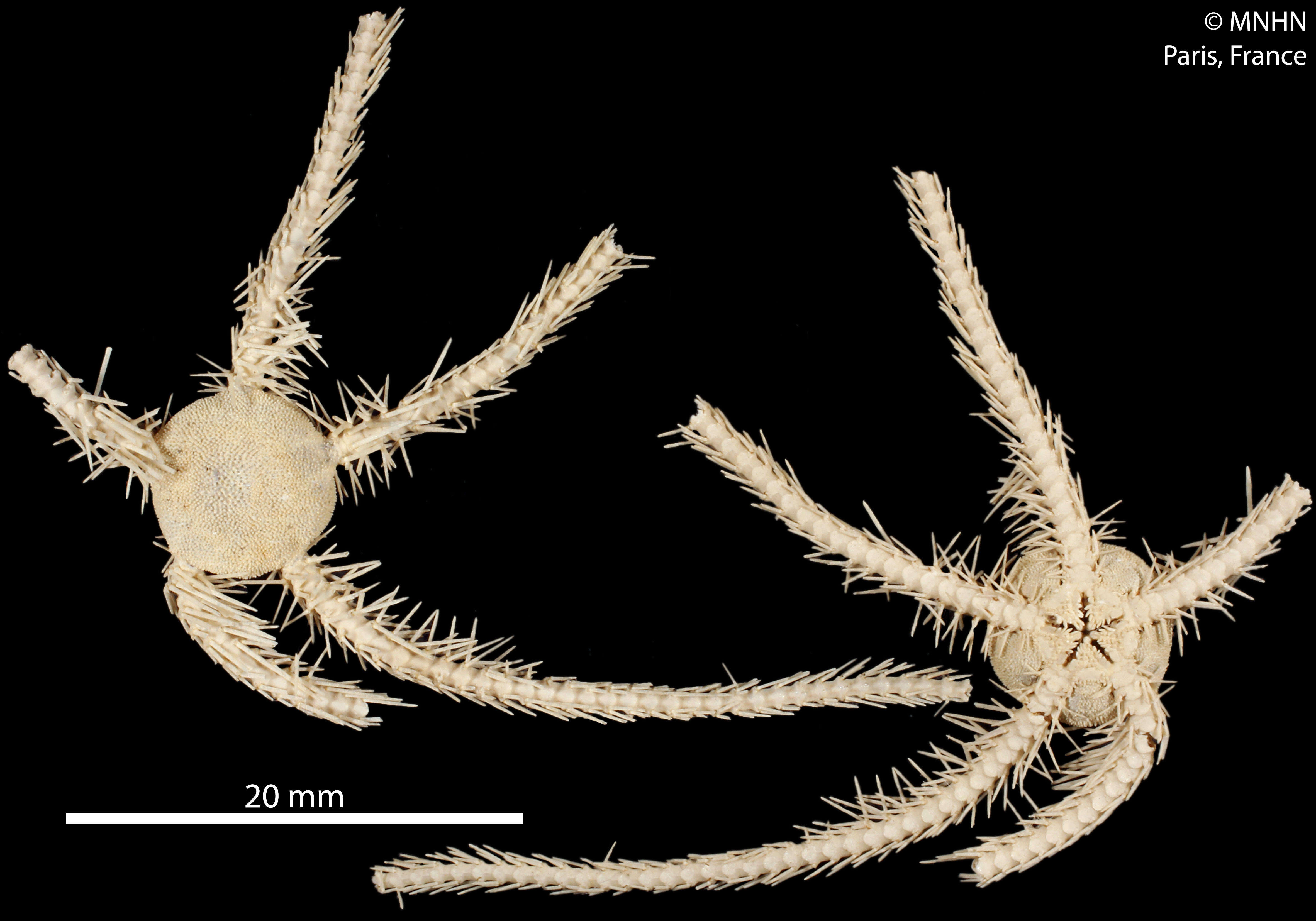 Image of Ophiolimna Verrill 1899