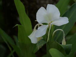 Imagem de Hedychium coronarium J. Koenig