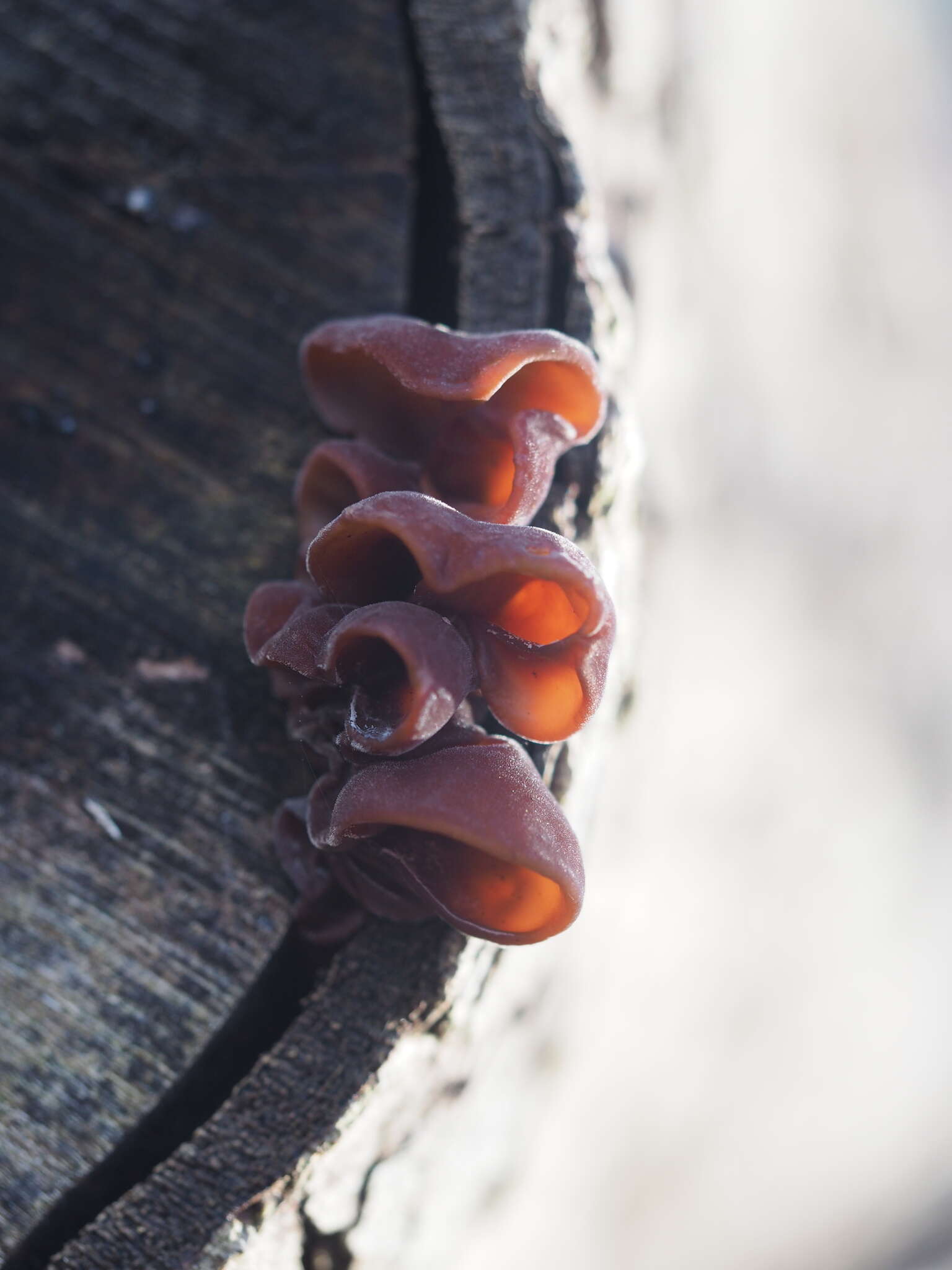 Image of ear fungus