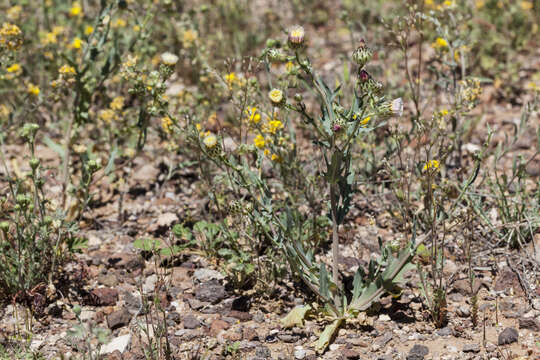 Image of snake's head