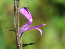 Hypoestes phyllostachya Baker resmi