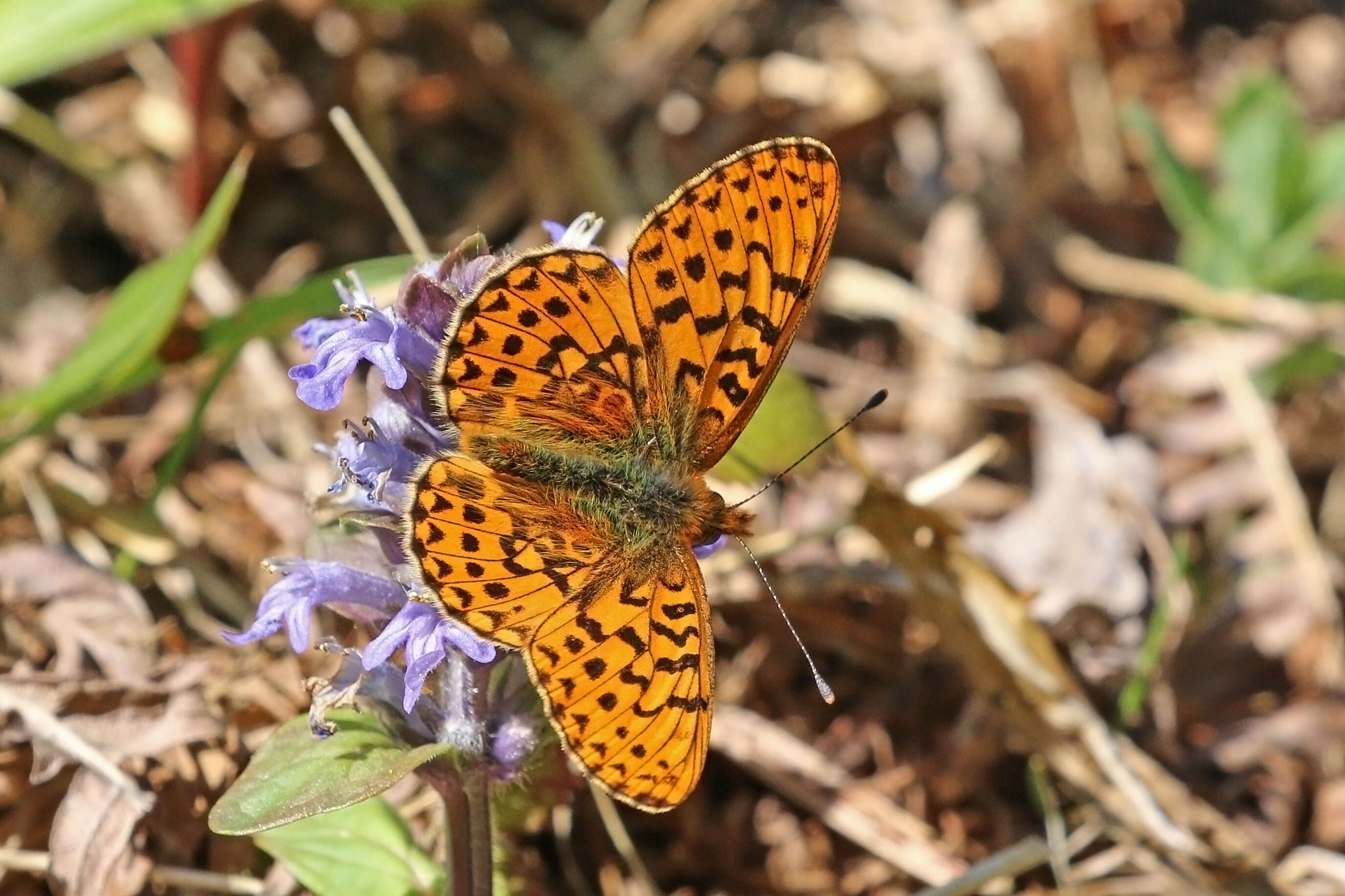 Plancia ëd Boloria euphrosyne