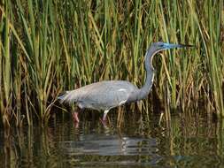 Image de Aigrette tricolore