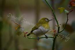 Image of Ceylon White-eye