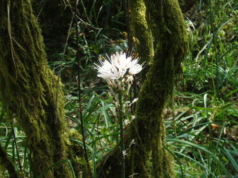 Image of White asphodel