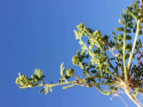 Image of Lesser swine-cress