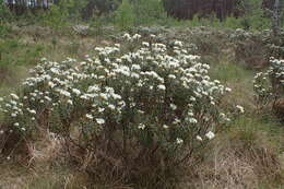 Imagem de Rhododendron tomentosum (Stokes) Harmaja