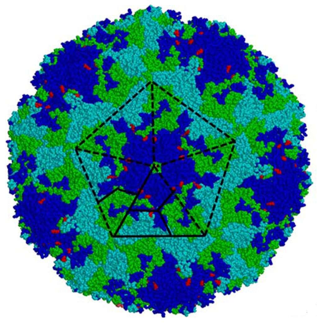 Image of Picornavirus