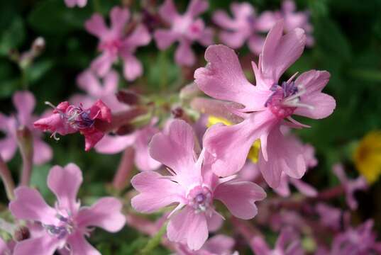 Silene aegyptiaca (L.) L. fil.的圖片