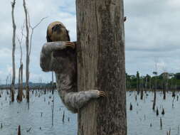 Image of sloth