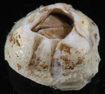 Sivun Amphibalanus eburneus (Gould 1841) kuva