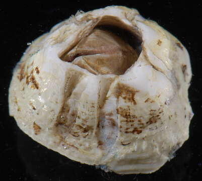 Image of Ivory barnacle