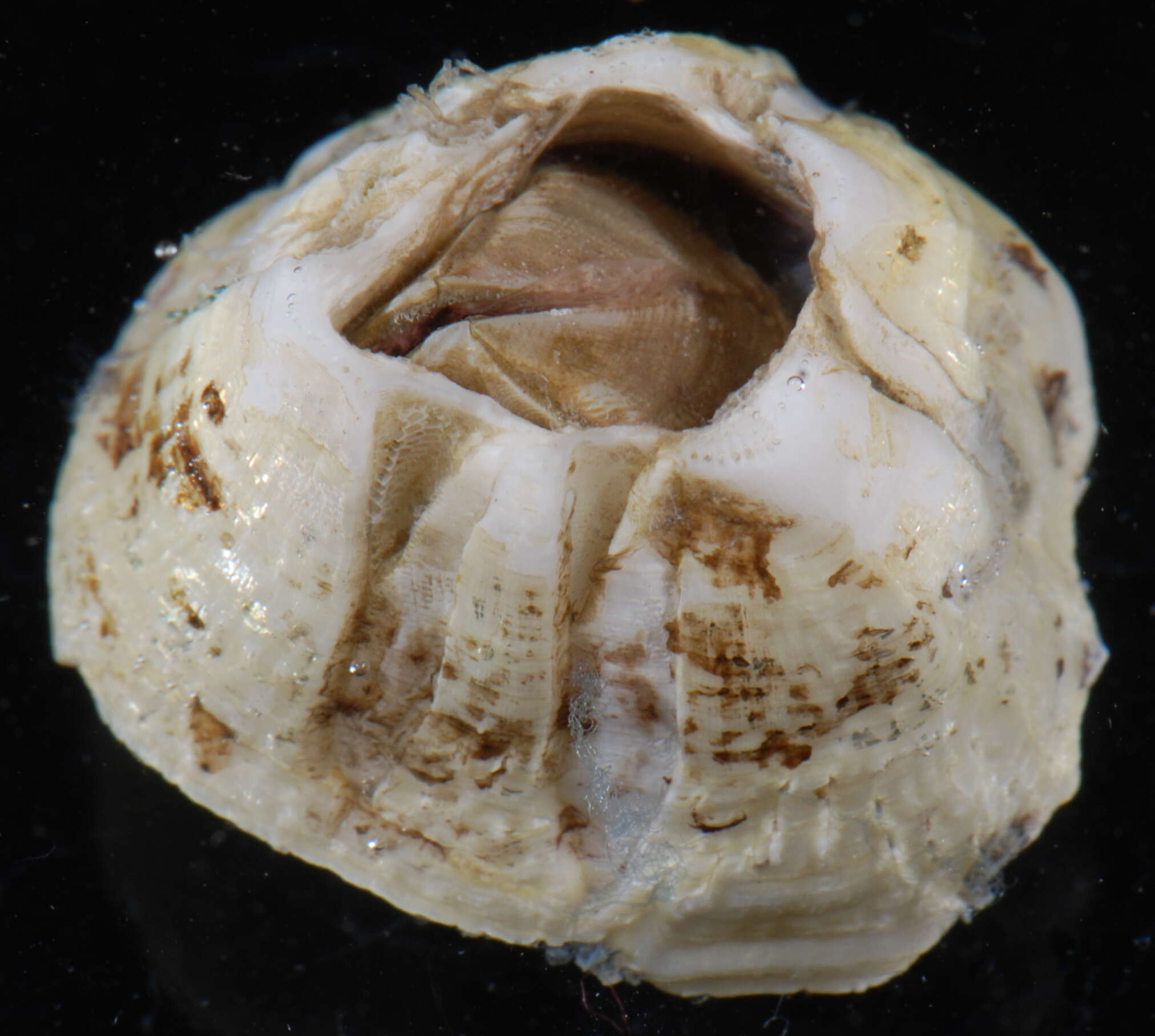 Image of Ivory barnacle