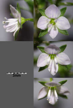 Image of Blue Water-speedwell