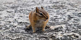 Image of Least Chipmunk