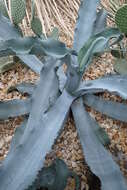 Agave gypsophila Gentry resmi