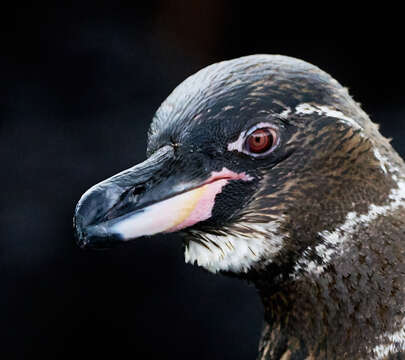 Imagem de Pinguim-das-galápagos