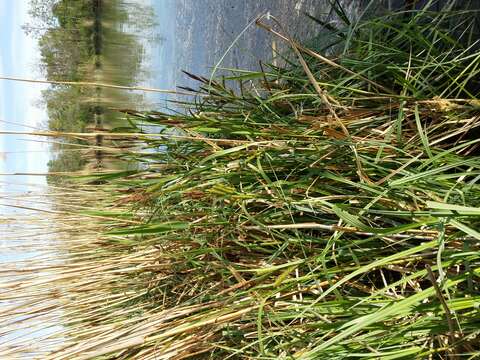 Image of Greater Pond-Sedge