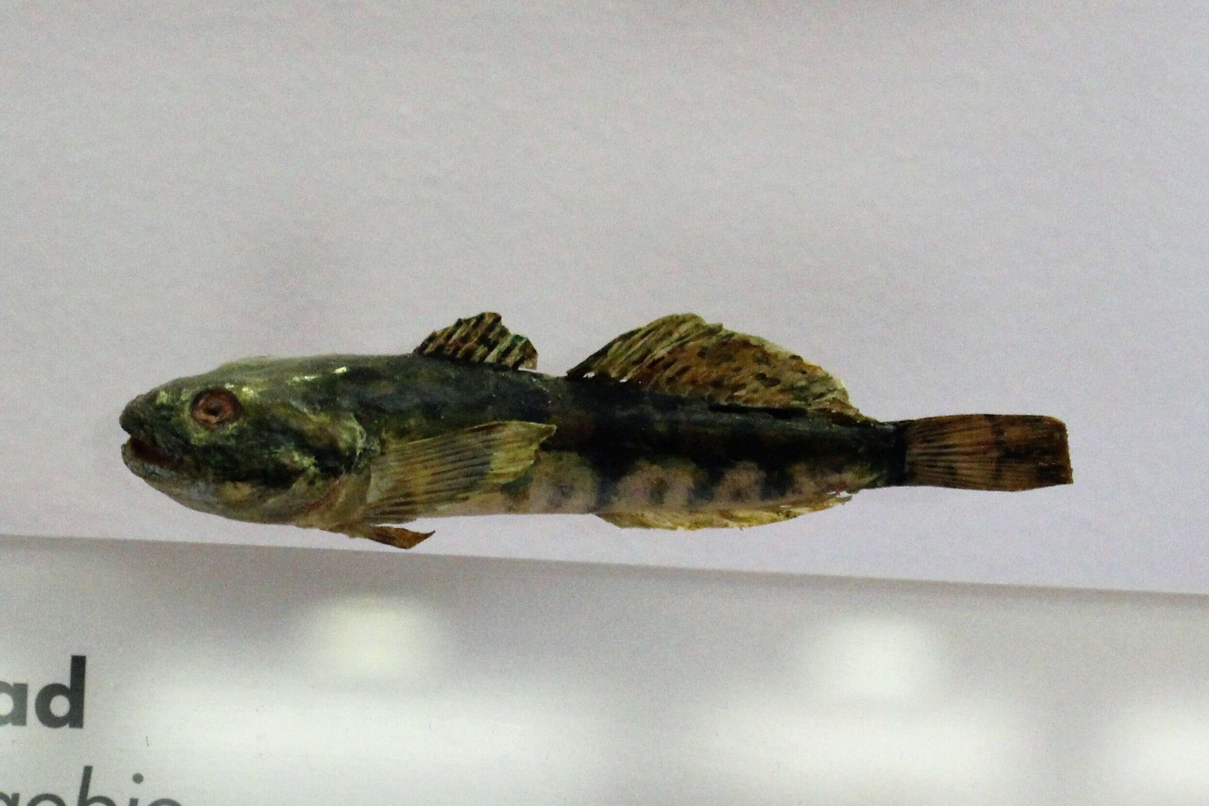 Image of Bullhead