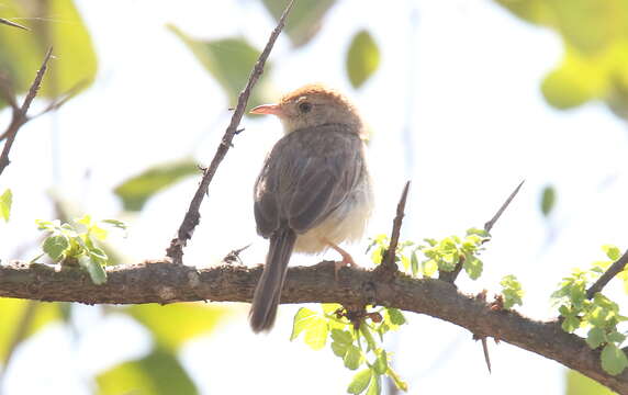 Image of Long-tailed Cisticola