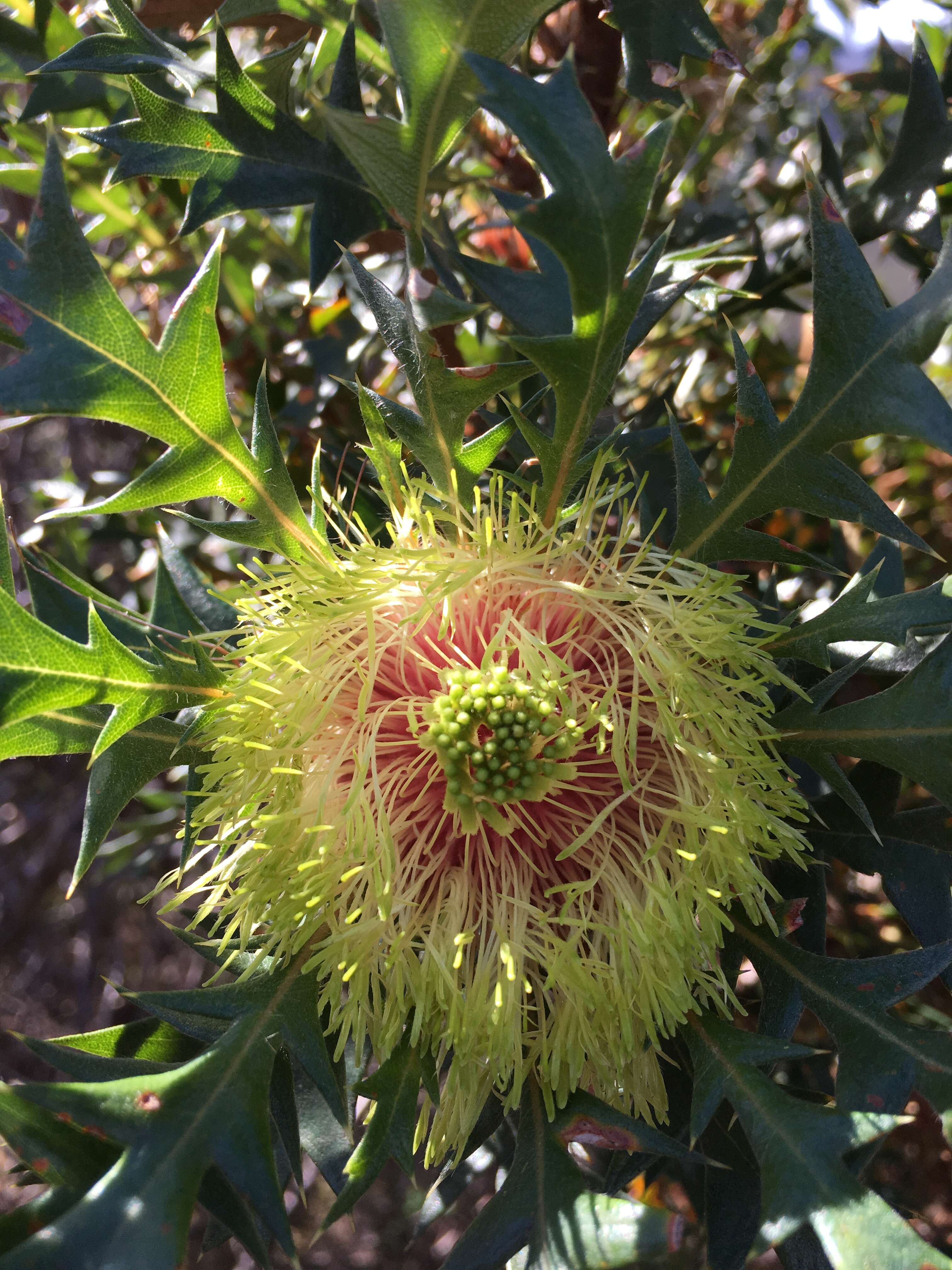 Image of Banksia hirta A. R. Mast & K. R. Thiele