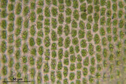 Image of Ciliate Hedwigia Moss