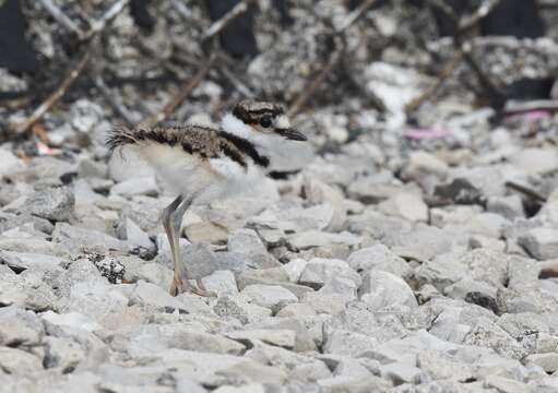 Image of Killdeer