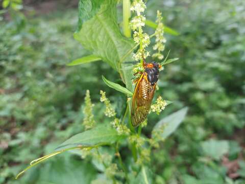 Image of Decula Periodical Cicada