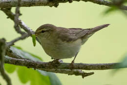 Image of Willow Warbler