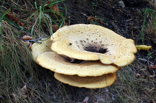 Image of dryad's saddle