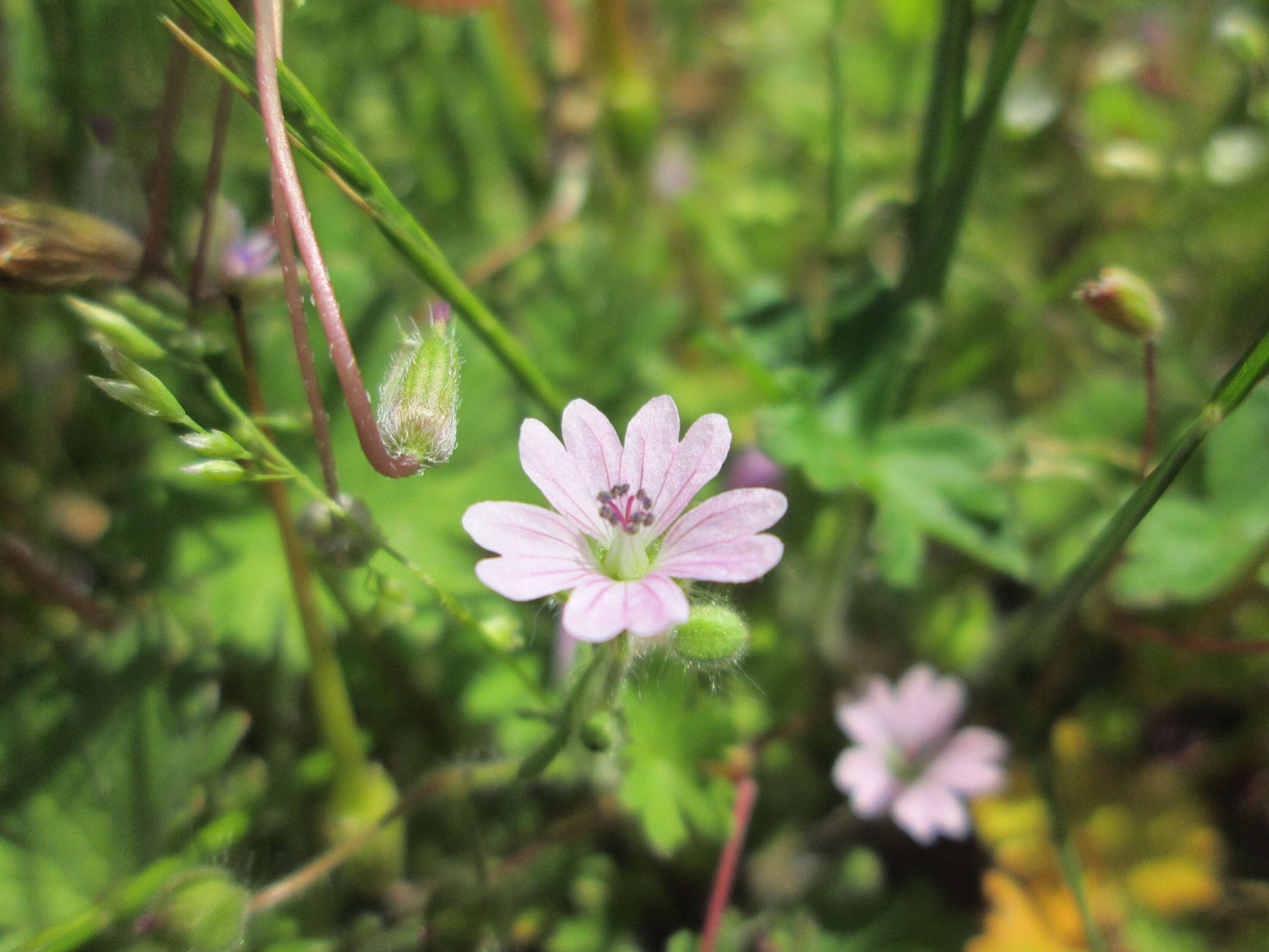 Imagem de Geranium molle L.