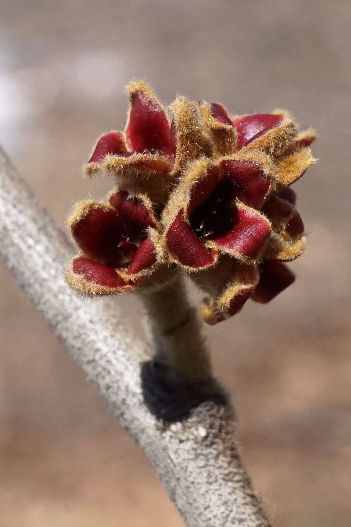 Hamamelis mollis Oliv. resmi