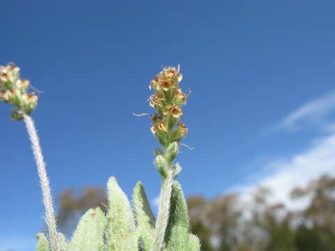 Image of Plantago hispida R. Br.