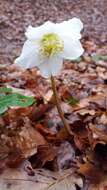 Image of black hellebore