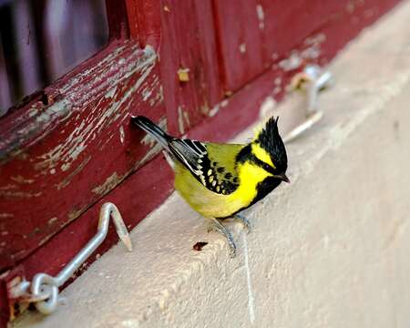 Image de Mésange à joues jaunes