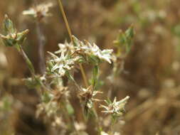 Image of field cudweed