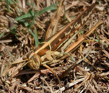 Image of Cyrtacanthacris tatarica (Linnaeus 1758)