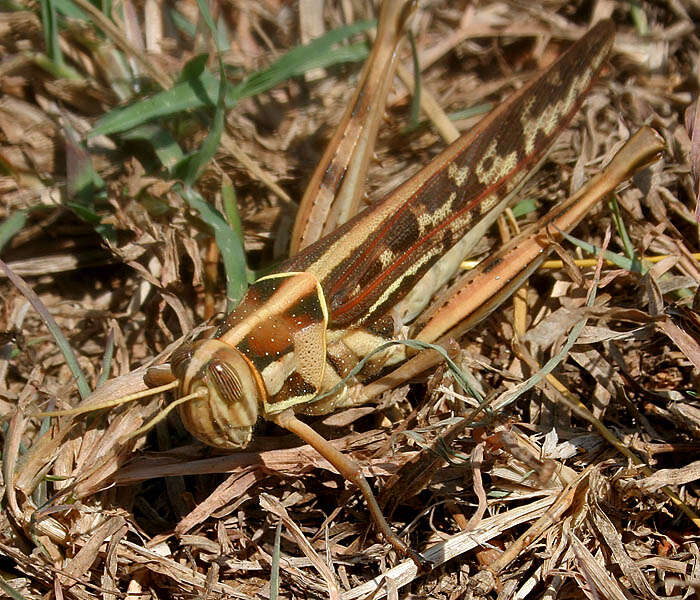 Image of Cyrtacanthacris tatarica (Linnaeus 1758)