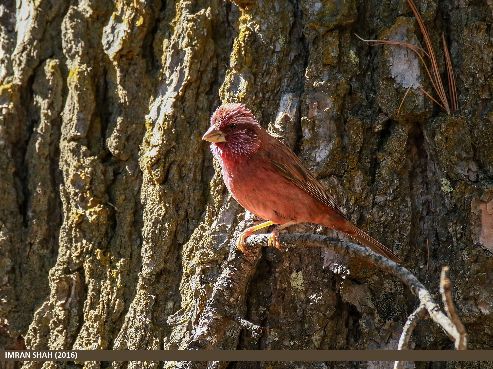 Plancia ëd Carpodacus rhodochlamys (Brandt & JF 1843)