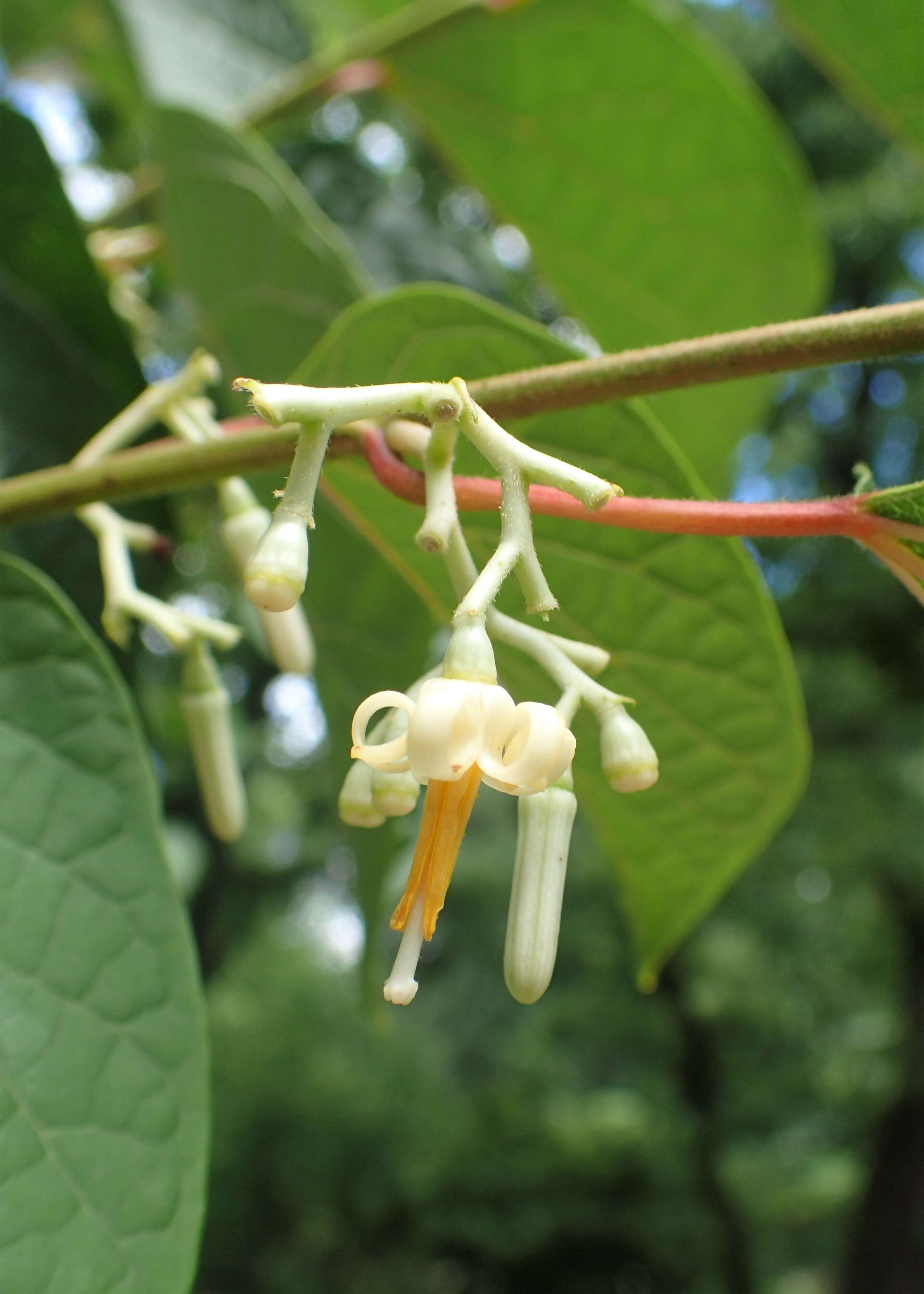 Image de Alangium chinense (Lour.) Harms