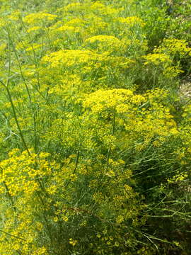 Image of fennel