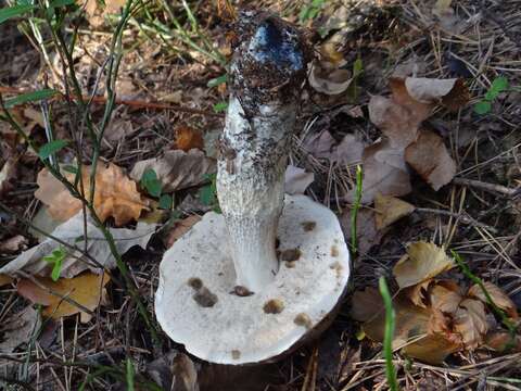 Image of Leccinum cyaneobasileucum Lannoy & Estadès 1991