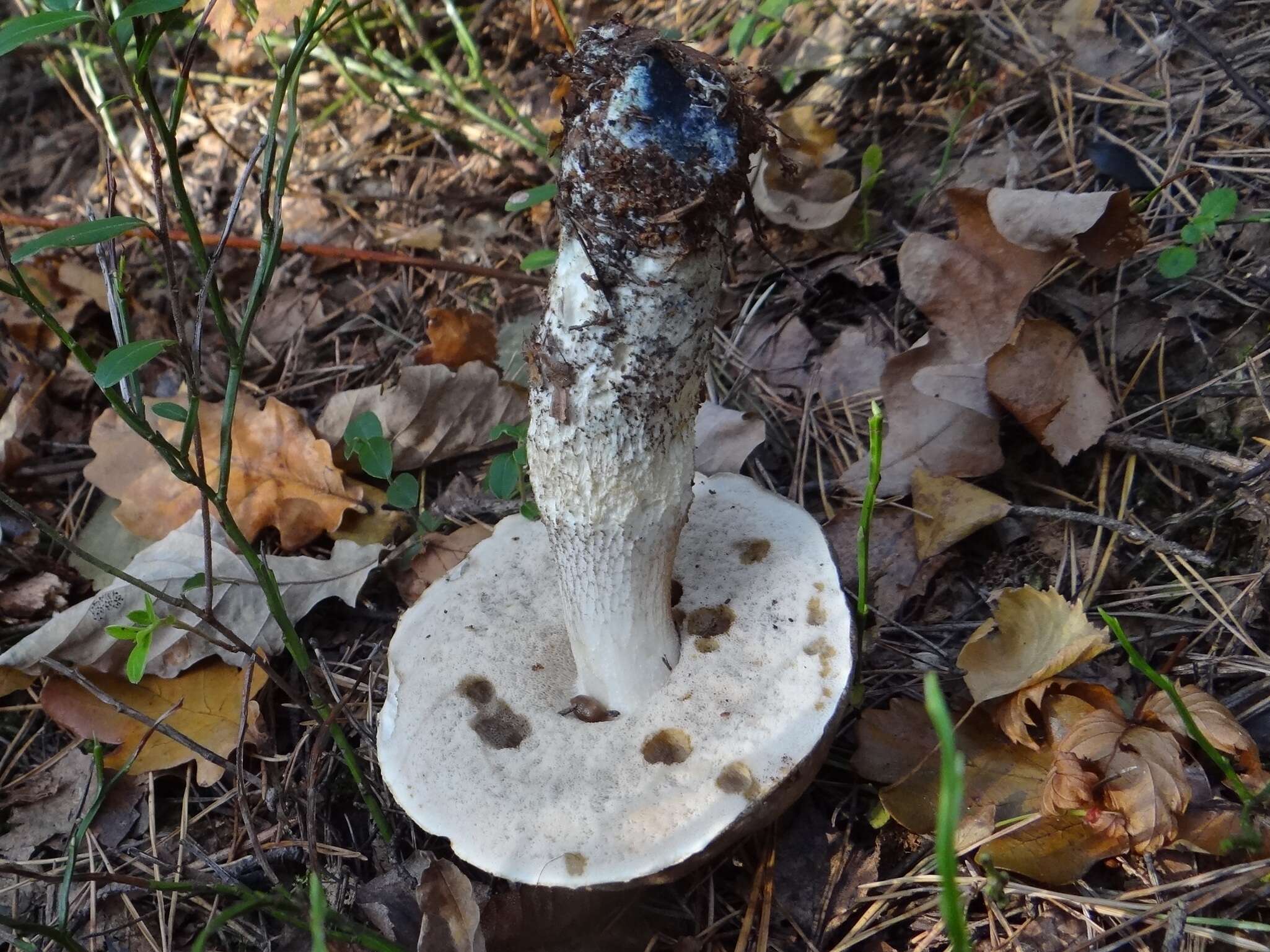 Plancia ëd Leccinum cyaneobasileucum Lannoy & Estadès 1991