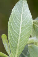 Imagem de Salix cinerea L.