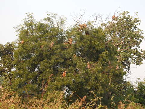 Image of Dussumier's Malabar Langur