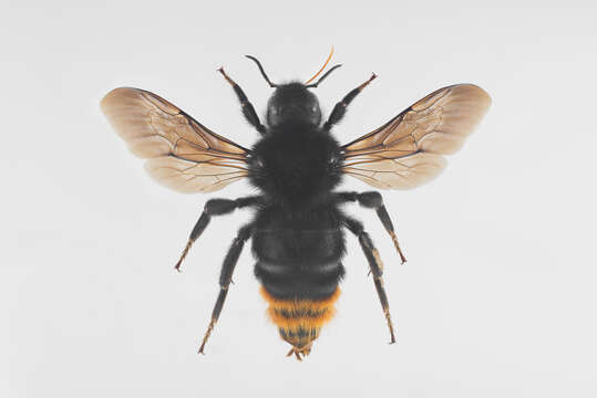 Image of Bombus rupestris (Fabricius 1793)